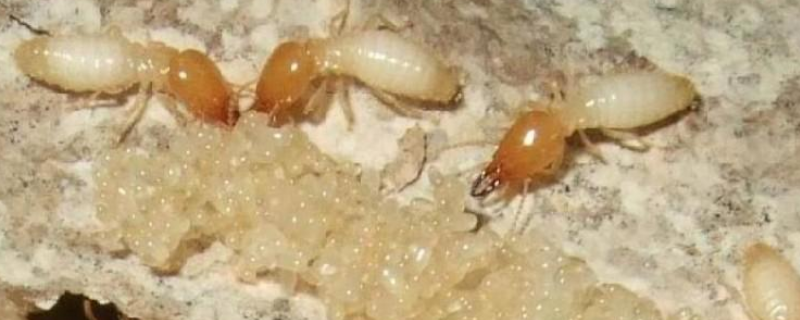 白蚁是如何繁殖的，白蚁分布在哪里 白蚁是怎样繁殖的