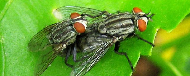 消灭苍蝇的小妙招，它的天敌有哪些 苍蝇多有什么办法能给它消灭