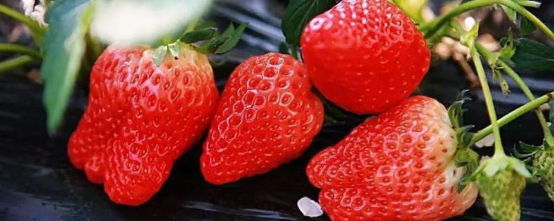 大地草莓的成熟时间，什么是大地草莓