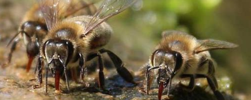 侦查蜂来了多久诱来蜂群，详细如下 有侦查蜂要几天来蜂群