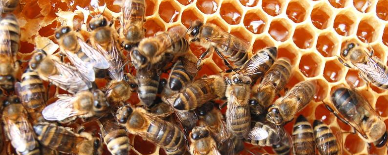 中蜂什么时候开始春繁，附春繁目的 中蜂春繁要注意哪几点