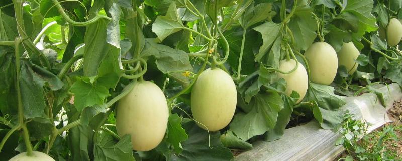 露地香瓜的种植技术，定植宜选择在3月下旬