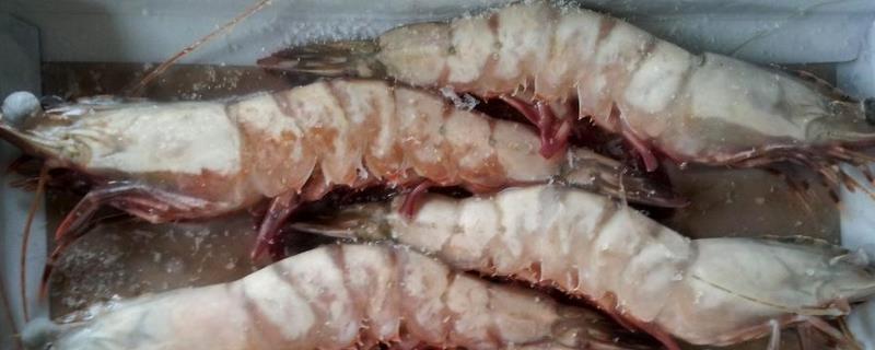变黑了的冷藏虾还可以吃吗，如何辨别虾有没有坏