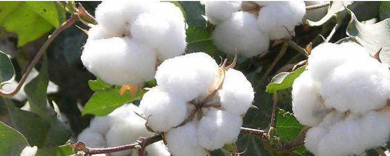 棉花病虫害防治技术，附危害特征（棉花虫害防治的要点）