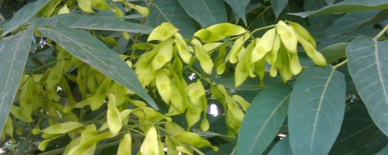 臭椿树的种植技术，生长习性是什么 臭椿树的种植方法