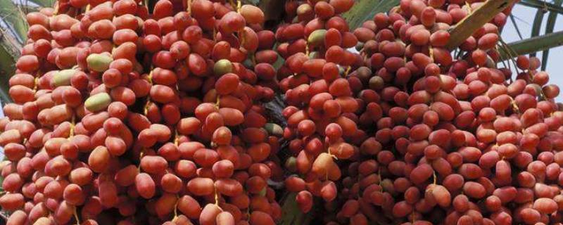 椰枣种植方法，种植后怎么管理 椰枣适合在什么地方种植