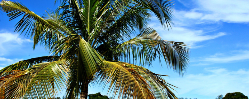 椰树传播种子靠什么，椰树怎么进行选种工作