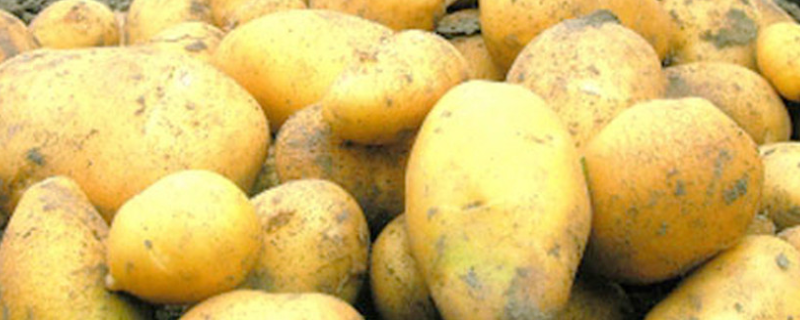 适合中国南方种植的土豆品种有哪些 适合南方种植的土豆是哪些品种