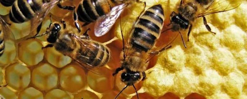 蜂毒，附外观形态和成分 蜂毒主要成分和作用机制