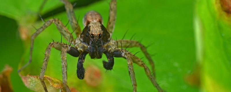 蜘蛛的繁殖方式，附蜘蛛的种类介绍 蜘蛛繁殖方式卵生