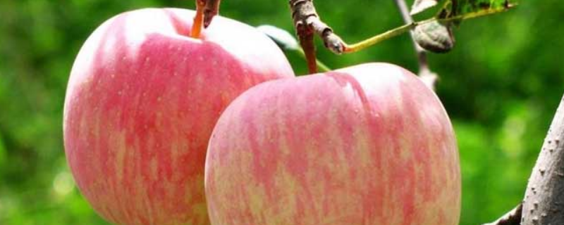 苹果的种植条件，从以下几方面入手 苹果的种植范围和种植环境