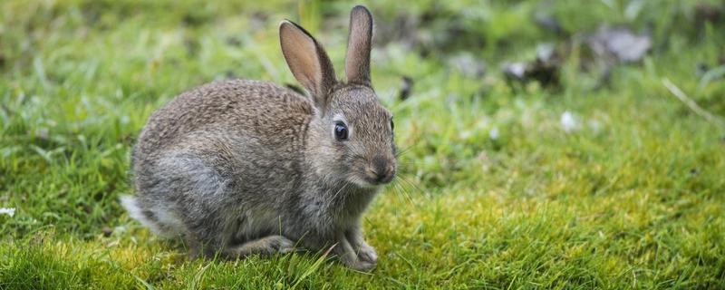 草兔和獭兔有什么不同，从兔毛、形态、毛色上来区分