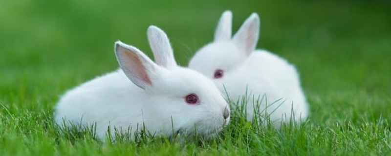 小白兔爱吃哪些食物，小白兔该怎么养