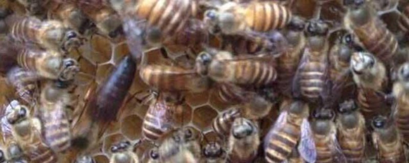 华中中蜂，附形态特征与品种特性 中蜂的特性