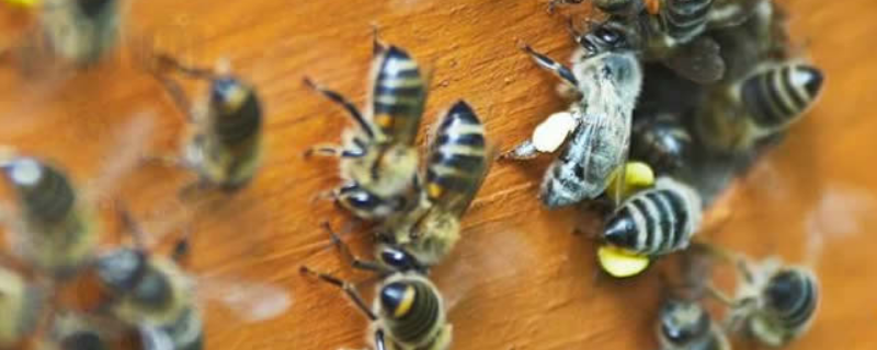 高加索蜜蜂，详细介绍（俄罗斯高加索蜂蜜特点）