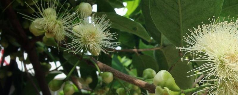 蒲桃的种植技术，附生长习性（葡萄种植方法）