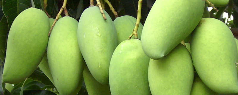 越南芒果的成熟时间，有些什么品种 越南芒果成熟季节