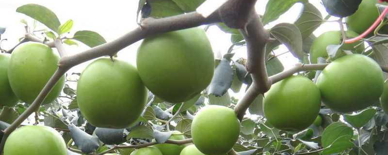 青枣高产种植技术，生长特性是什么 青枣的种植条件