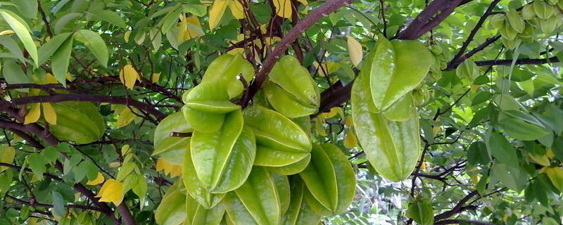 杨桃树种植技术，生长习性是什么 杨桃树的生长特点是什么