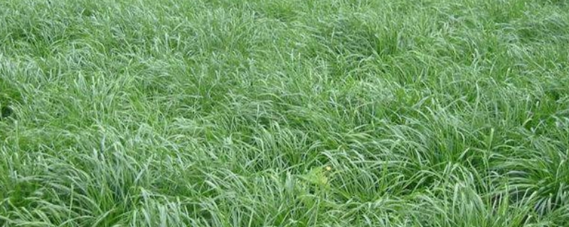 黑麦草种子种植方法，附生长习性（黑麦草种子的种植方法）