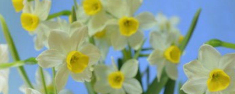 冬季水仙花的养殖方法，有四个方面 水仙花的养殖方法和注意事项有哪些