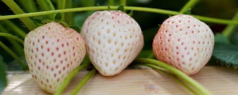 菠萝莓的种植技术，附生长习性（菠萝莓种植条件）