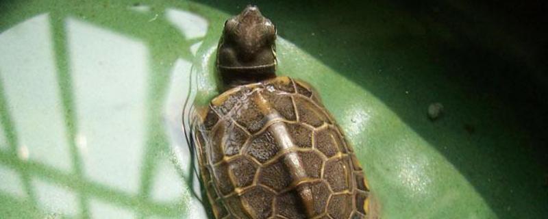 草龟与巴西龟有什么不同，附巴西龟的生活习性