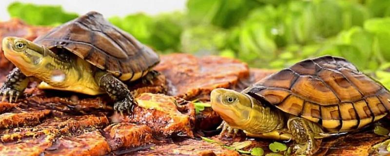 黄喉龟与草龟有什么不同，草龟怎么冬眠