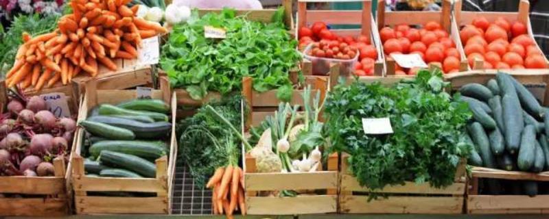 有机直根类蔬菜是什么，有什么特点 属于直根系的蔬菜有哪些