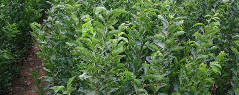 李子苗种植方法，附栽培条件 李子树苗的栽培技术