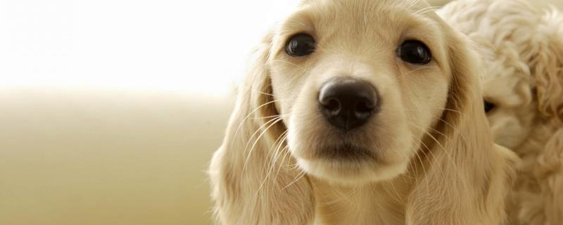 哪些品种的狗耳朵大，附其主要特征 狗耳朵长是什么品种