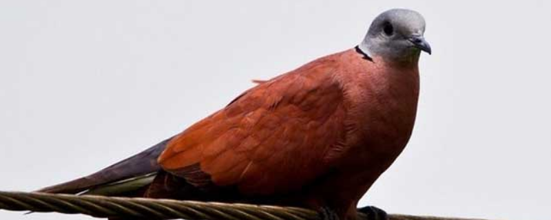 火斑鸠是什么鸟 火斑鸠是什么鸟?