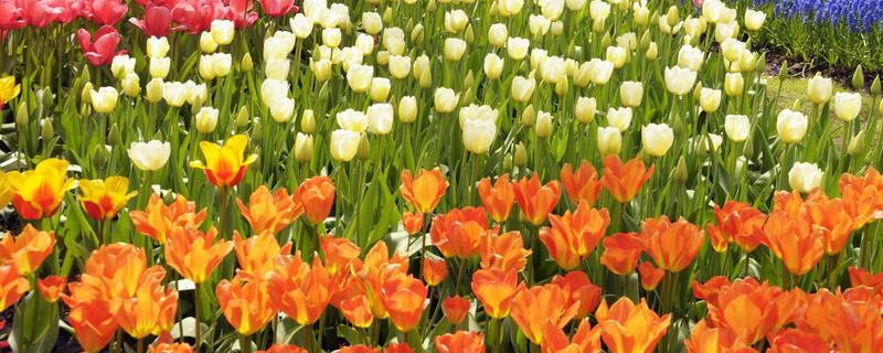 荷兰郁金香的花期，有哪些生长习性 荷兰郁金香生长条件