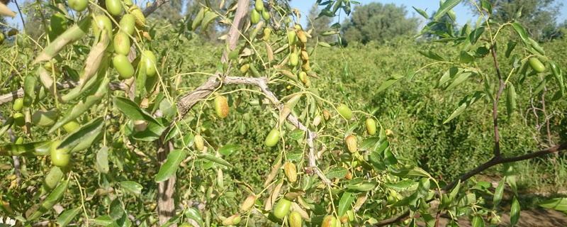 枣树种子种植方法，附组培培养方法 用枣核种培养小枣树的方法?