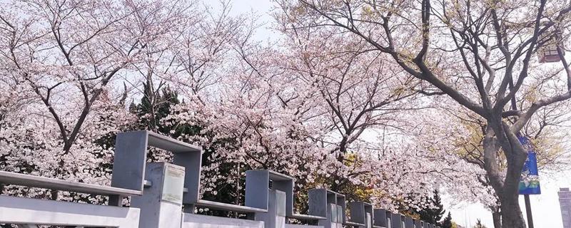 日本早樱是落叶还是常绿乔木，日本早樱和晚樱有什么不同