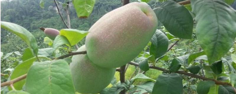木瓜树种植技术，附繁殖方法（木瓜树苗种植方法）