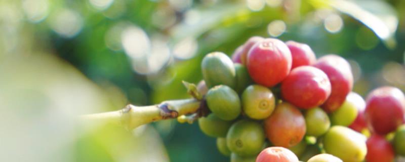 咖啡豆种植条件，选择水性好的位置 咖啡豆的种植地的分布