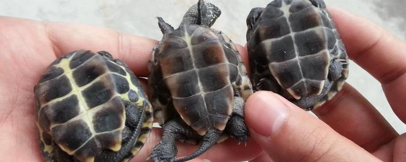 草龟和巴西龟有什么不同，怎样养殖 草龟和巴西龟哪个好养活