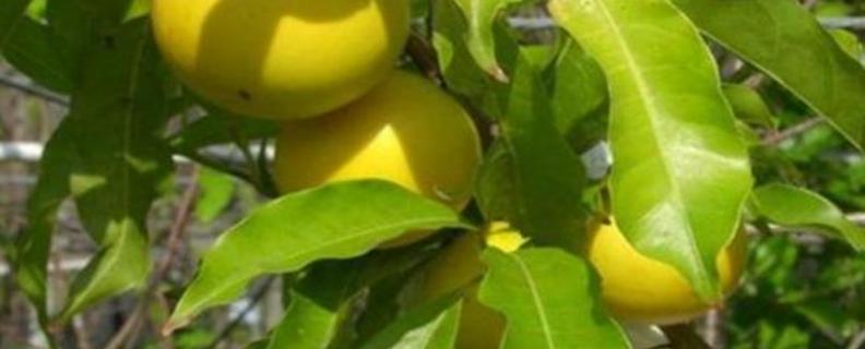 黄晶果种植技术，注意病虫害防治（黄晶果的种植及管理）