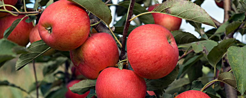 苹果树种植技术，从以下三方面入手 种植苹果树,我们应优先选择什么?