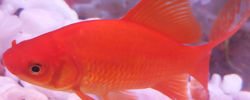 家养红鲫鱼的繁殖方法，红鲫鱼喜欢吃什么