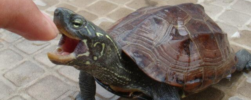 草龟和乌龟有什么不同，草龟该怎么训练