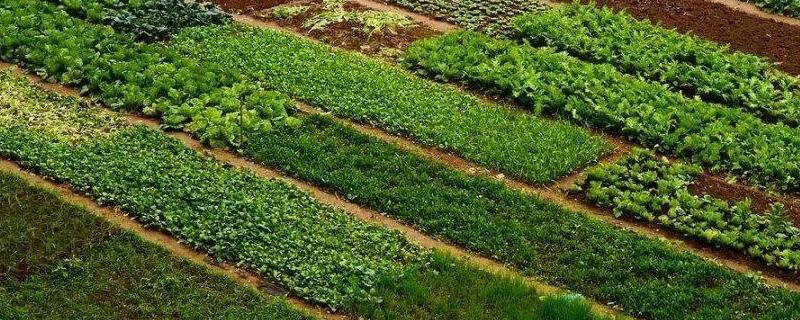 蔬菜栽培技术，选择优良品种 设施栽培蔬菜时选择品种要掌握哪些要点?