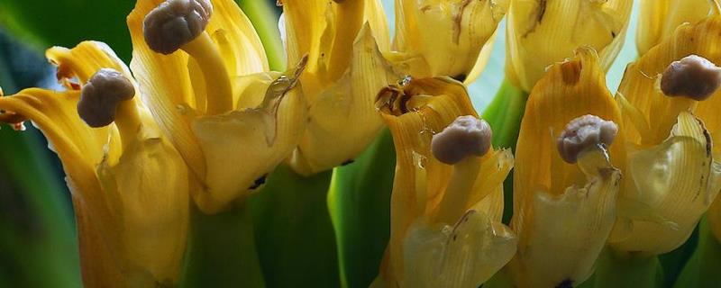 香蕉花和芭蕉花有何区别，附芭蕉花适宜食用人群