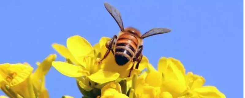 意大利蜜蜂，附地理分布 蜜蜂分布在什么国家