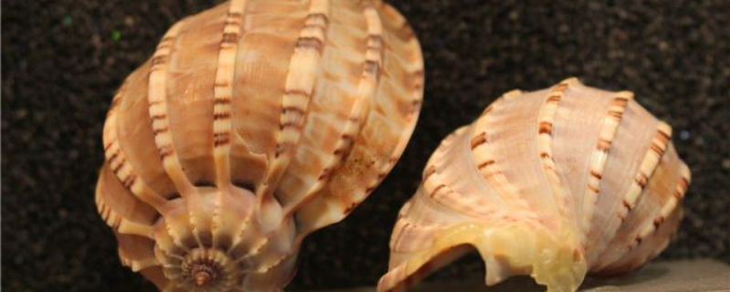 海螺的繁殖方法，海螺哪些部位不能吃