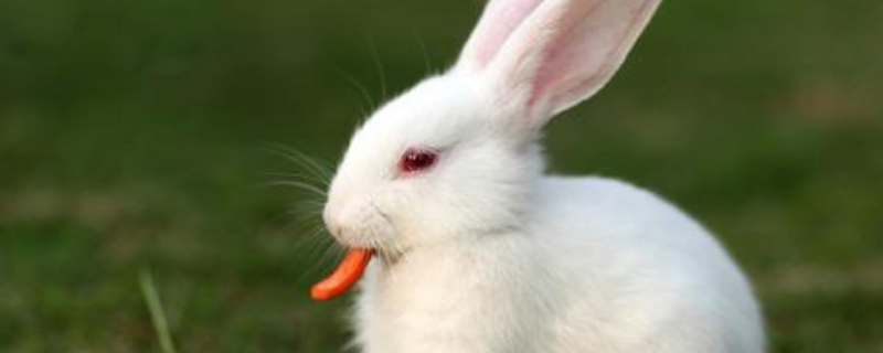 兔子是如何过冬的，兔子有哪些品种（一般的兔子是什么品种）
