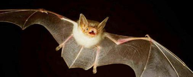 蝙蝠的繁殖方式，有什么飞行特征，天敌有哪些
