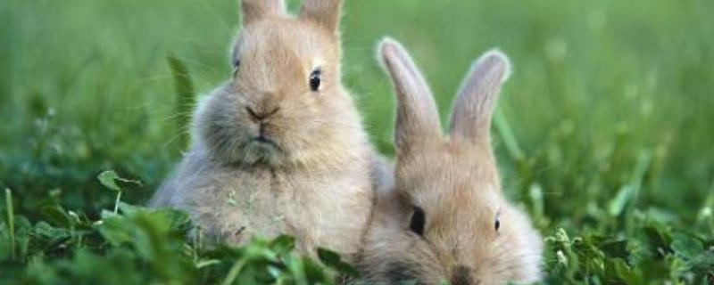 兔子的繁殖方法，附兔子的生活习性（兔子的饲养方法和繁殖）