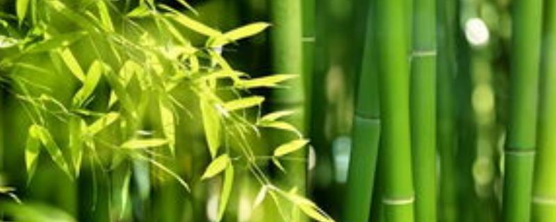 干竹子生虫怎么处理，附竹子的生活用途
